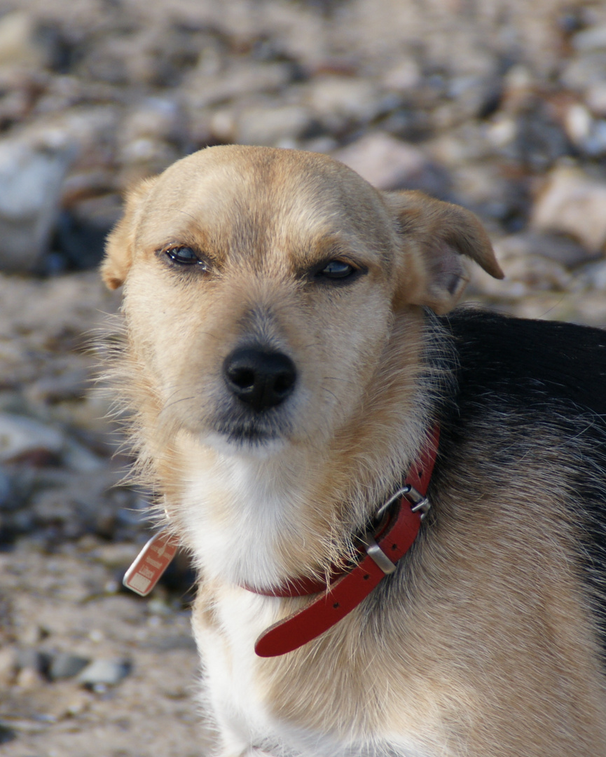 Schoko am Strand 2