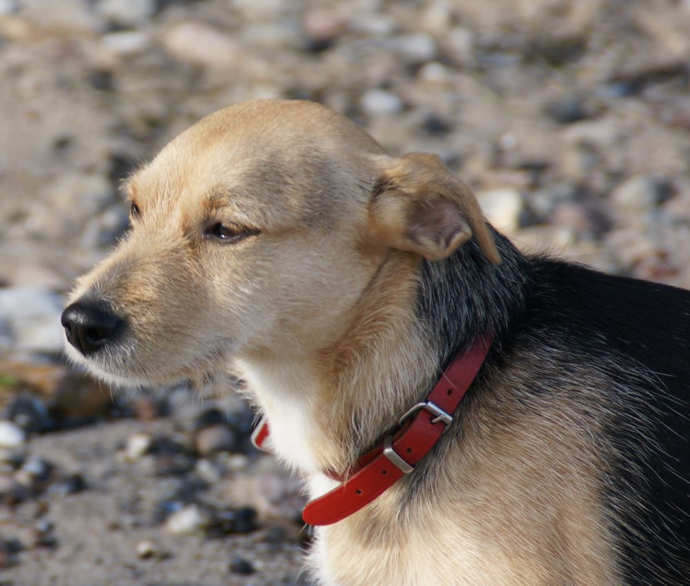 Schoko am Strand