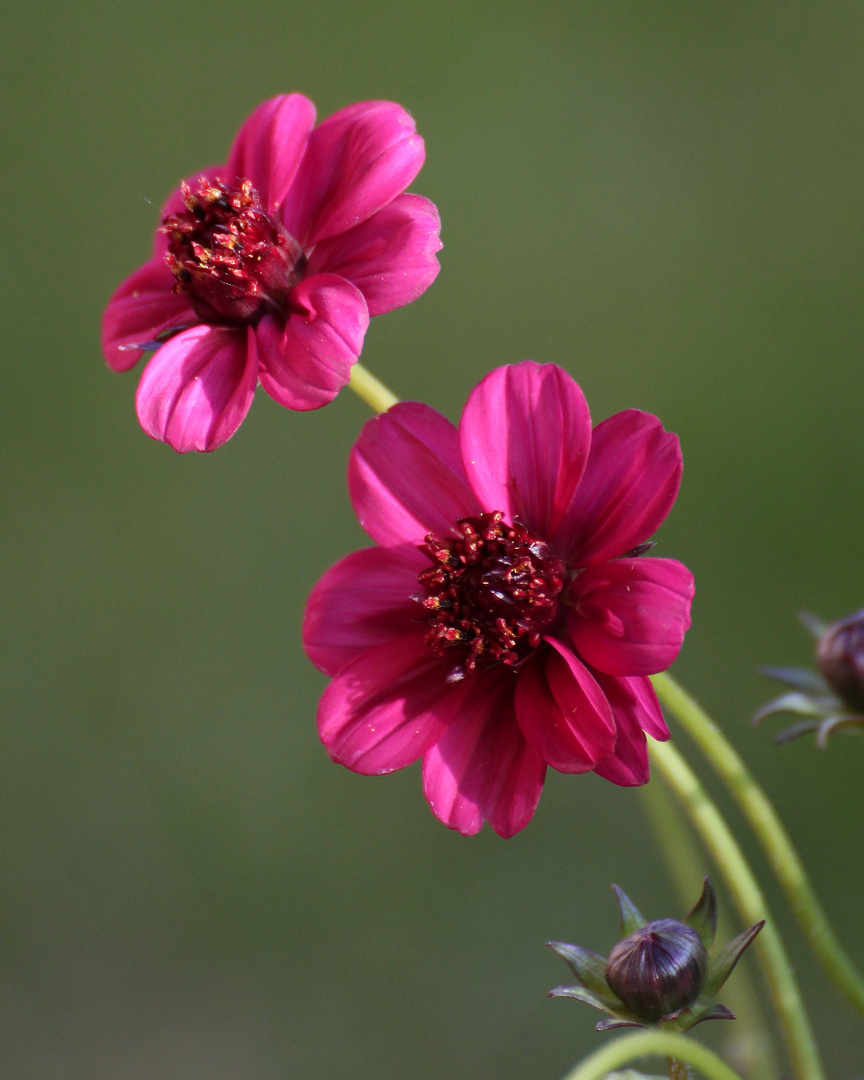 Schoko Cosmos