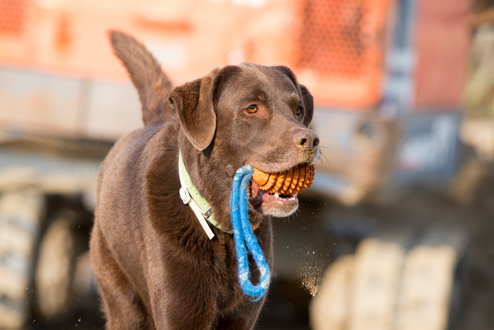 Schoko Labrador Rüde beim Spielen