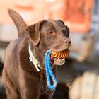 Schoko Labrador Rüde beim Spielen