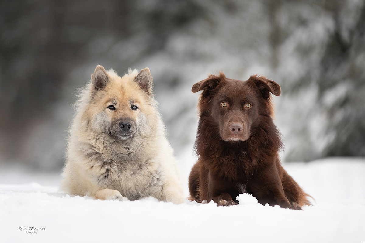 ...Schoko und Vanille im Schnee...