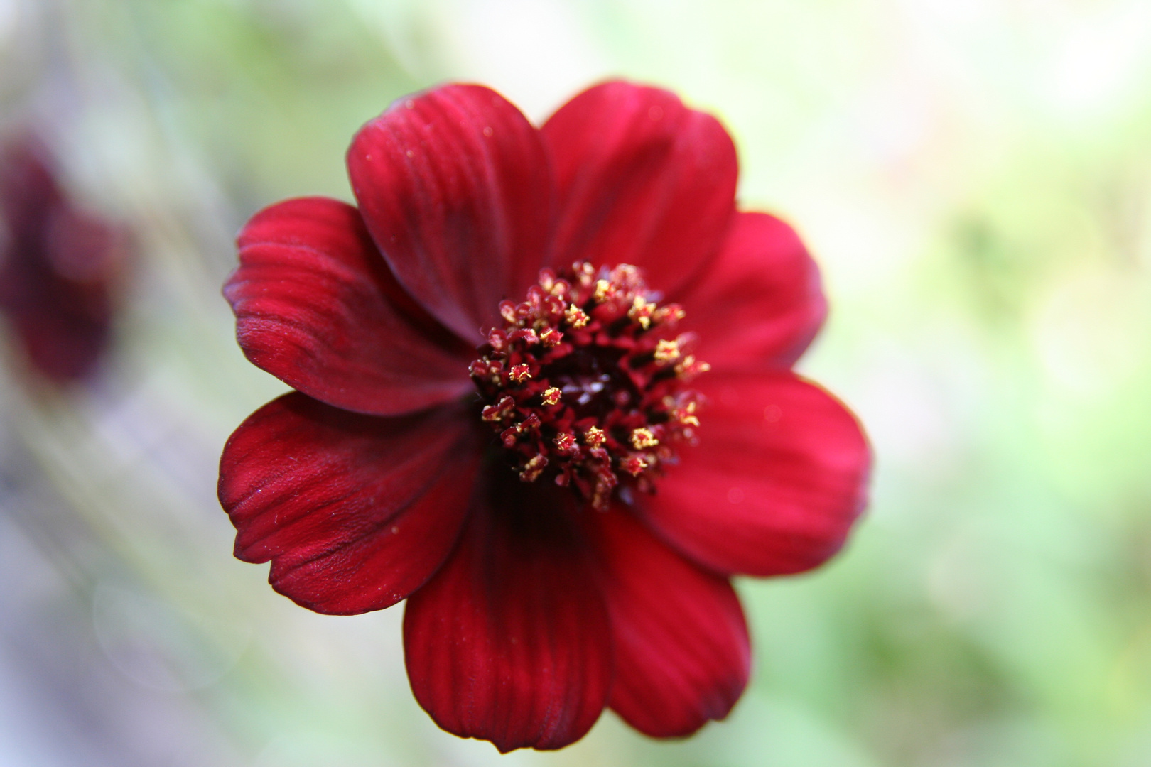 Schokoblümchen Nr. 2