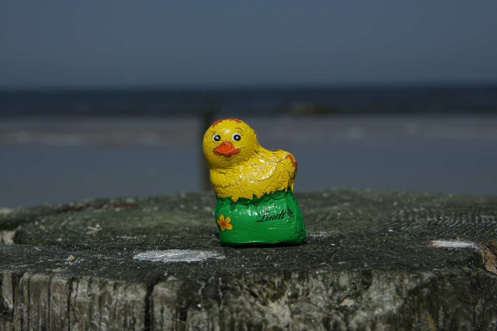 Schokoente am Meer (nur 2 Stunden überlebt)