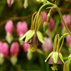 Schokolade und Pistazie Aquilegia viridiflora var. atropurpurea " die Grüne oder Grünblütige Akelei