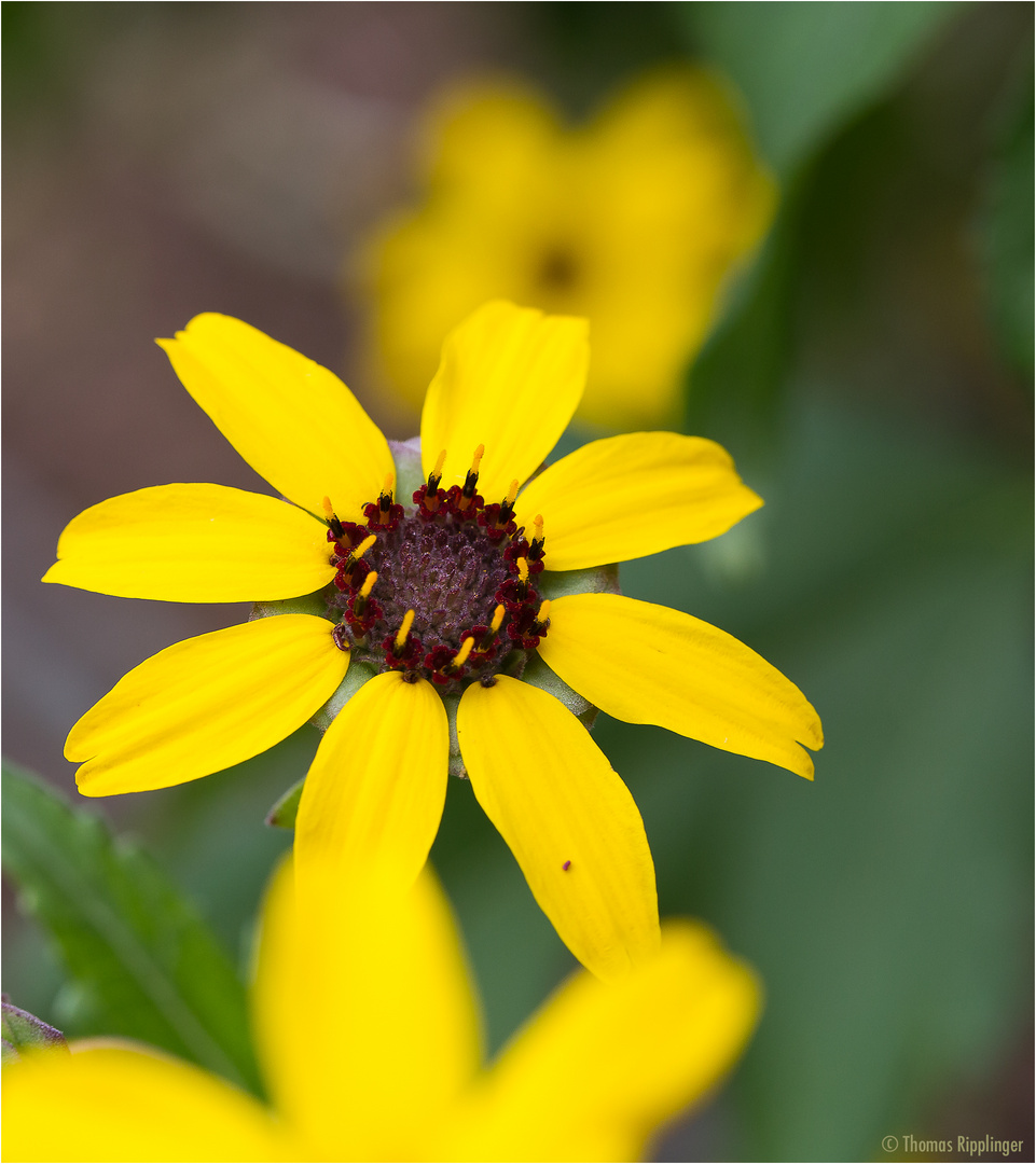 Schokoladeblume (Berlandiera lyrata)