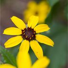 Schokoladeblume (Berlandiera lyrata)