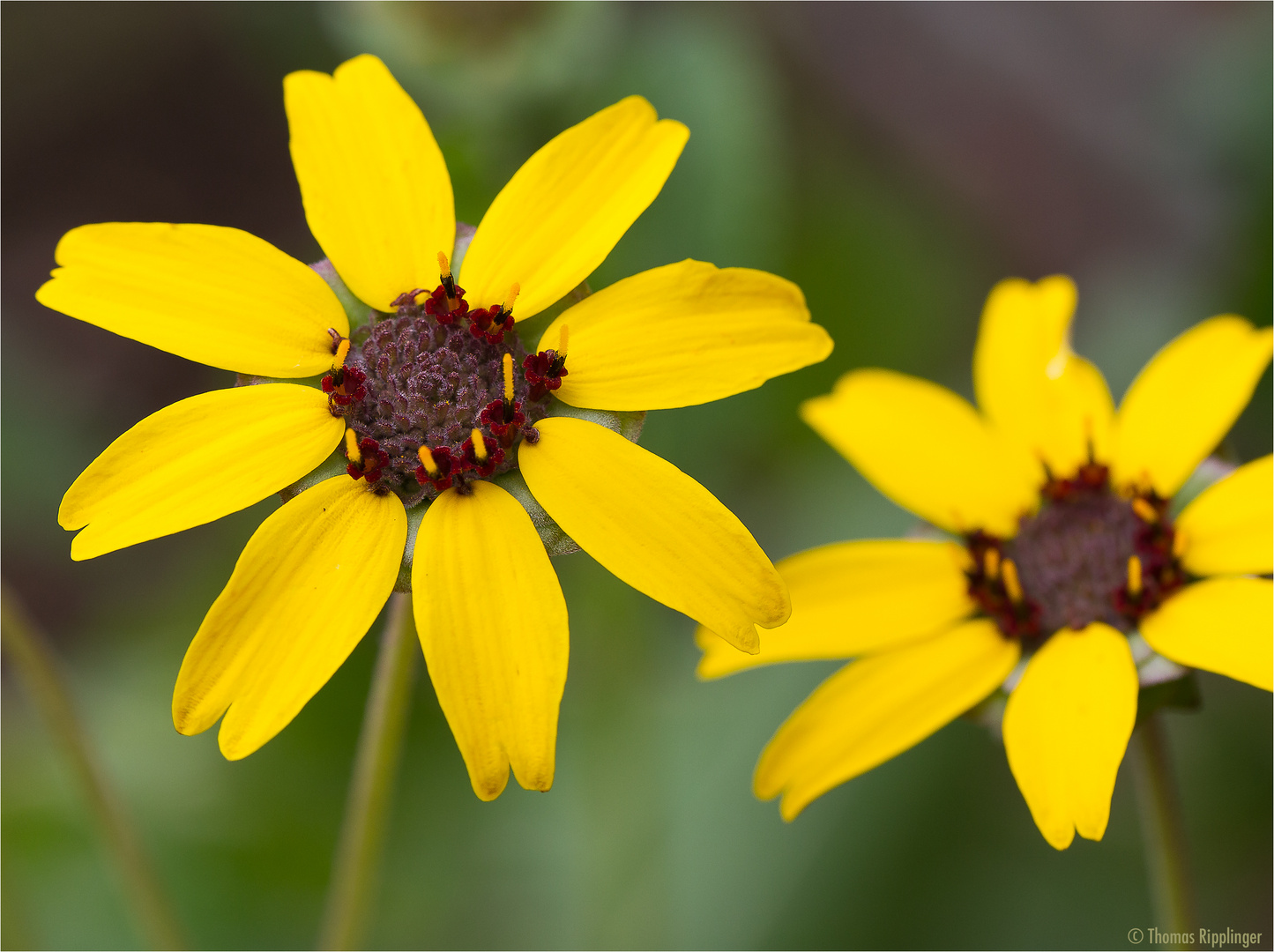 Schokoladeblume (Berlandiera lyrata) .