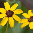 Schokoladeblume (Berlandiera lyrata) .