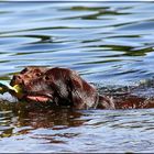 Schokoladen Duck Sharing