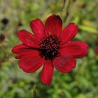 Schokoladen-Kosmee (Cosmos atrosanguineus)