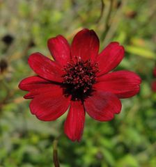 Schokoladen-Kosmee (Cosmos atrosanguineus)