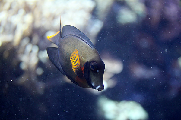 Schokoladen- oder Mimikrydoktorfisch