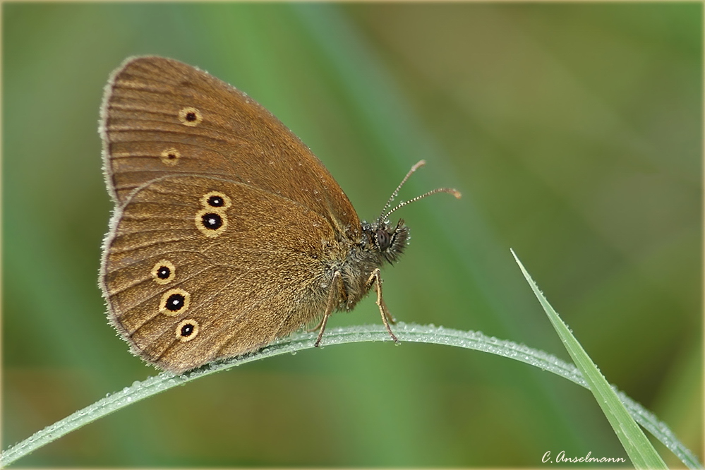 *Schokoladen - Schmetterling* ............ Schornsteinfeger genannt ?