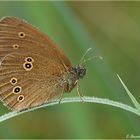 *Schokoladen - Schmetterling* ............ Schornsteinfeger genannt ?