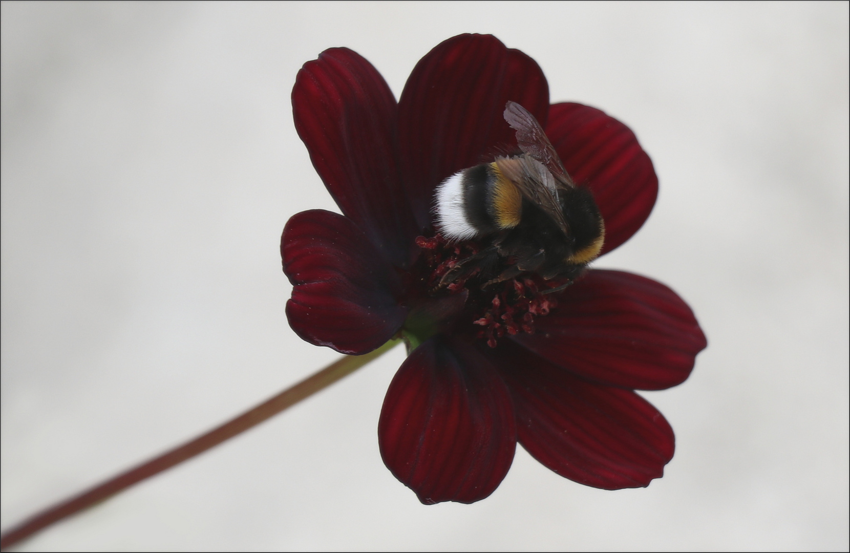 Schokoladenblümchen