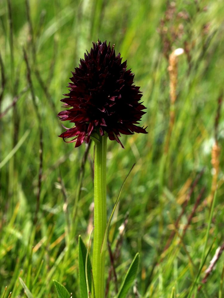 "Schokoladenblüte"