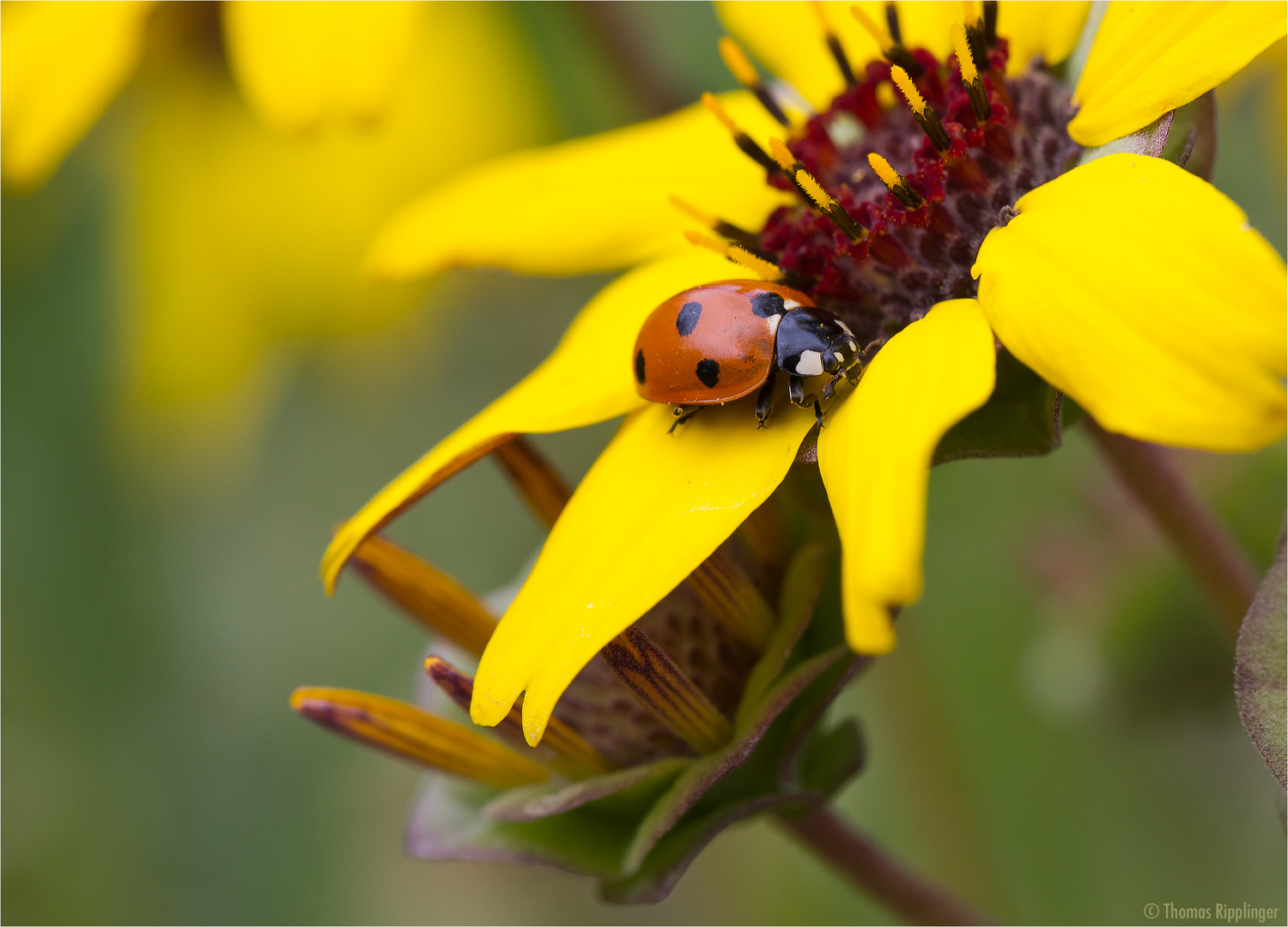 Schokoladenblume (Berlandiera lyrata)..