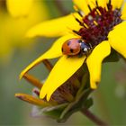 Schokoladenblume (Berlandiera lyrata)..