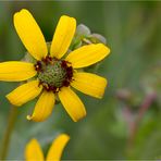 Schokoladenblume (Berlandiera lyrata).