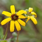 Schokoladenblume (Berlandiera lyrata)