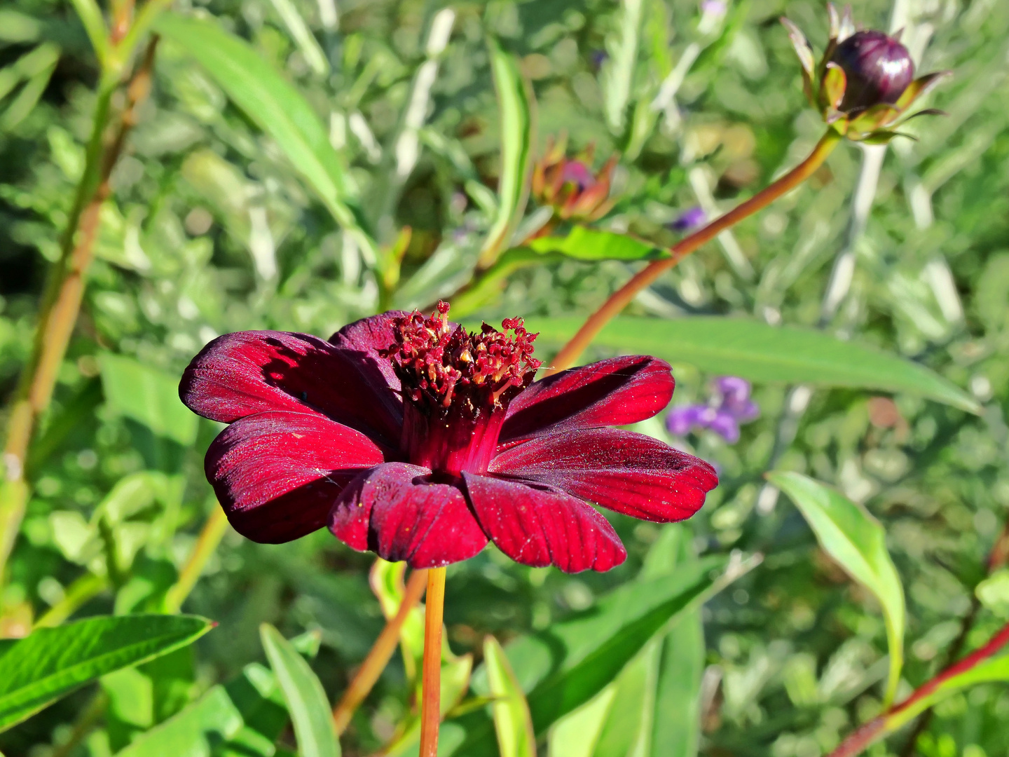 Schokoladenblume (Cosmos atrosanguineus)