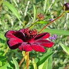 Schokoladenblume (Cosmos atrosanguineus)