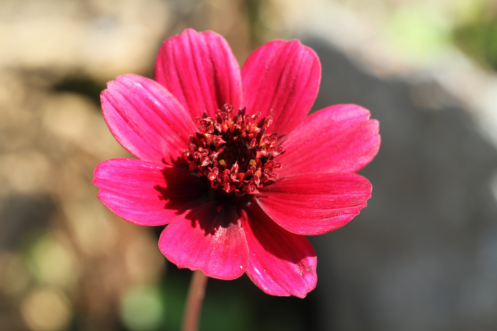 Schokoladenblume die nicht zum verzehr gedackt ist.