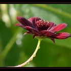 Schokoladenblume mit Wasserspiel