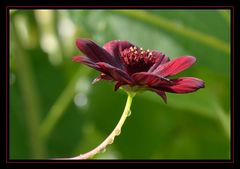 Schokoladenblume mit Wasserspiel