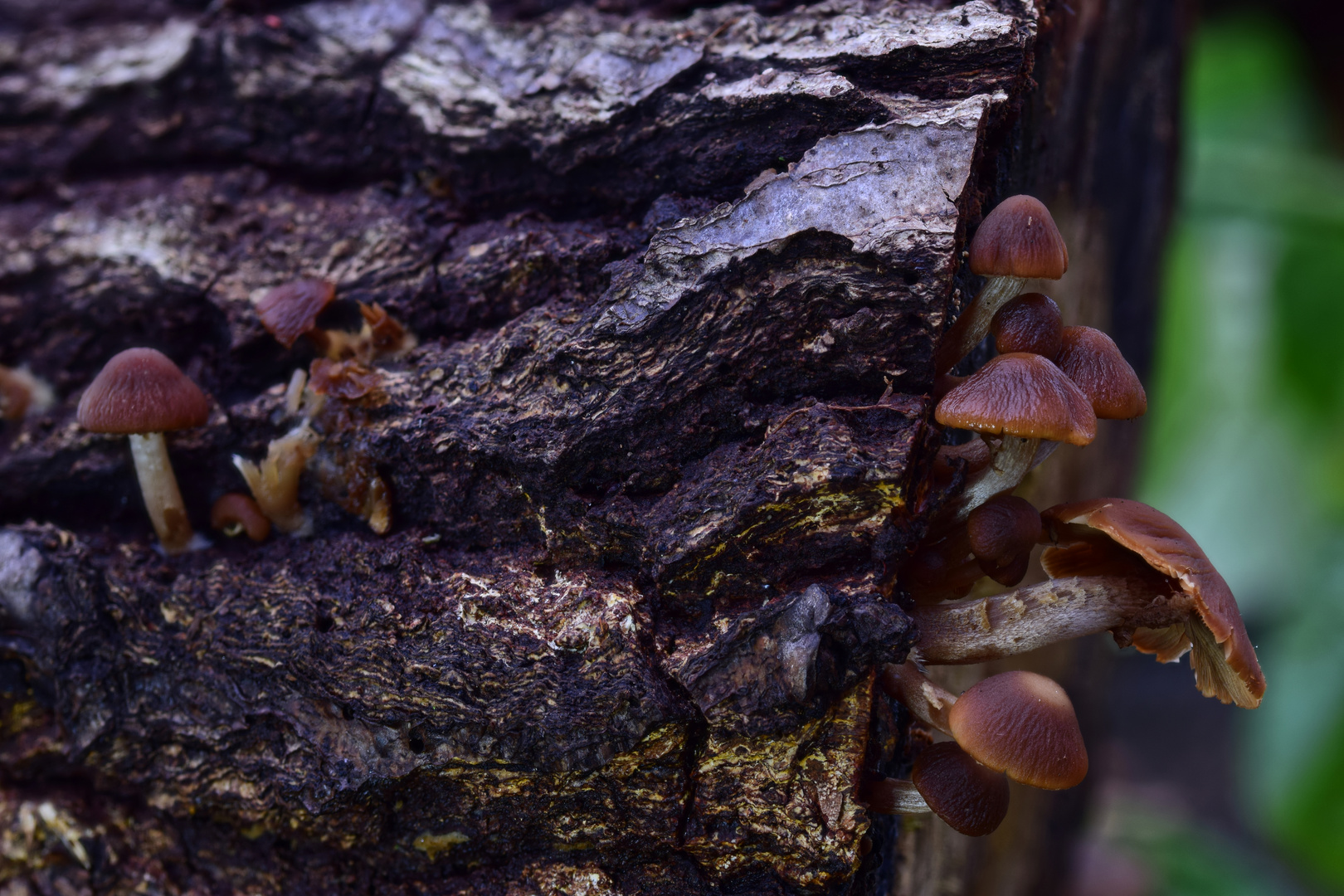 Schokoladenbrauner Mürbling (Psathyrella spadicea)
