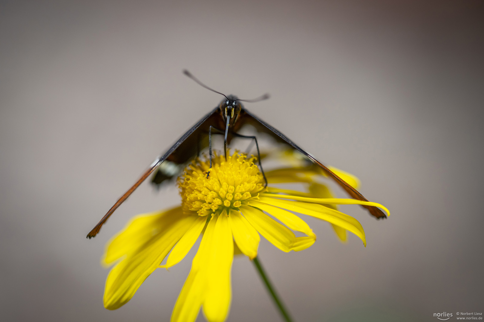 Schokoladenfalter auf gelber Blüte