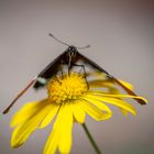 Schokoladenfalter auf gelber Blüte