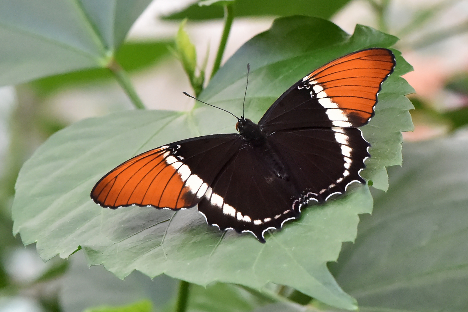 Schokoladenfalter - Siproeta epaphus - Draufsicht