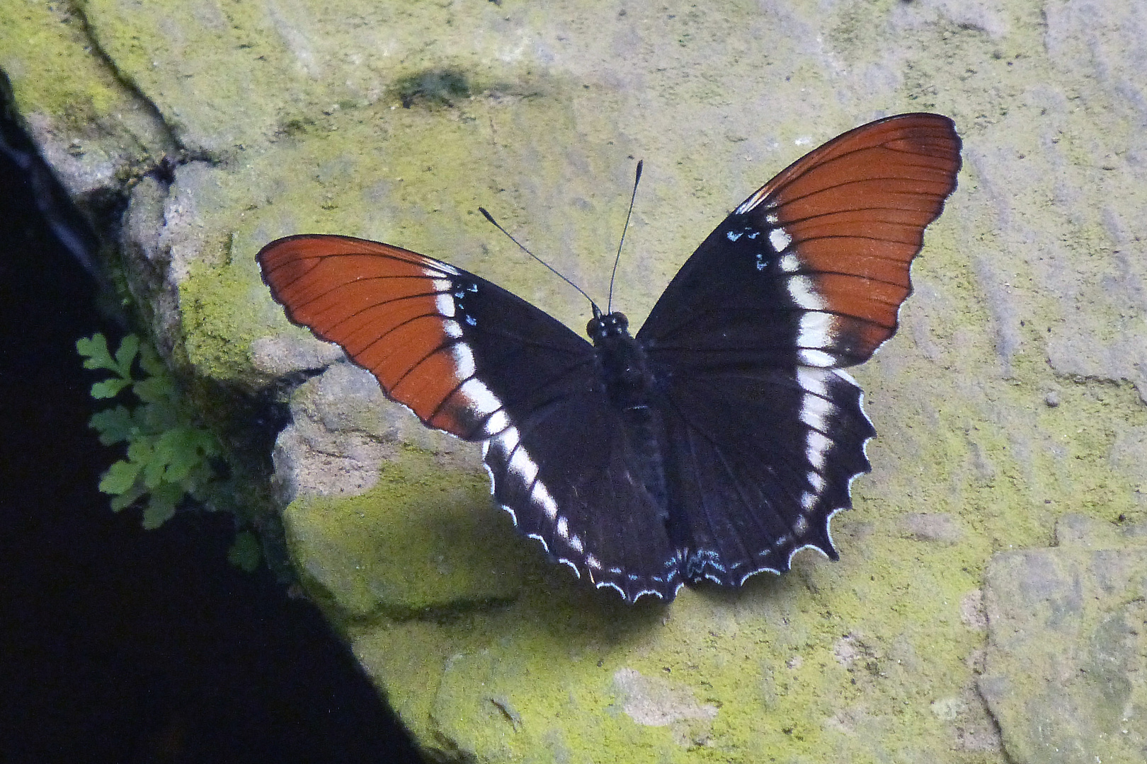 Schokoladenfalter (Siproeta eqaphus) Garten der Schmetterlinge Bendorf