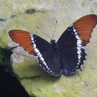 Schokoladenfalter (Siproeta eqaphus) -Garten der Schmetterlinge Bendorf-Sayn-