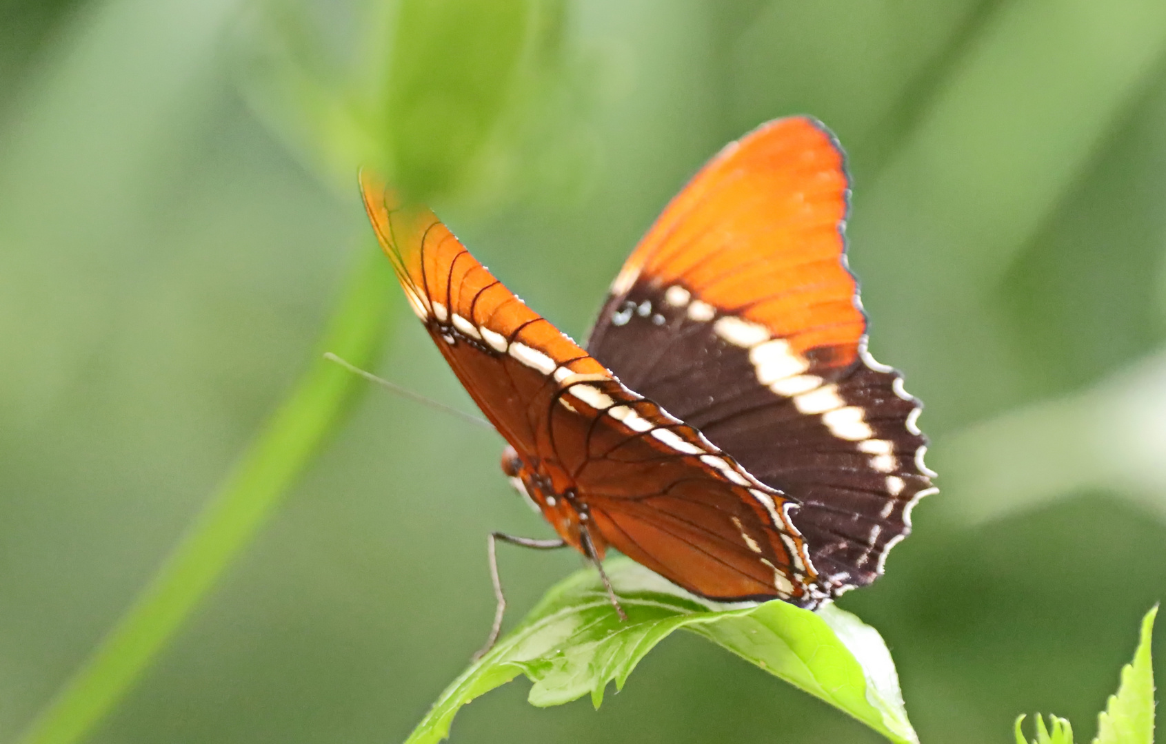 Schokoladenfalter,Brown Siproeta,Siproeta epaphus