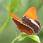 Schokoladenfalter,Brown Siproeta,Siproeta epaphus