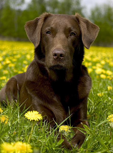 Schokoshepherd im Butterblumen Meer