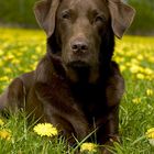 Schokoshepherd im Butterblumen Meer