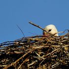 Schon am brüten