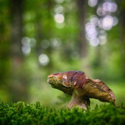 schon arg zerzauselt.....