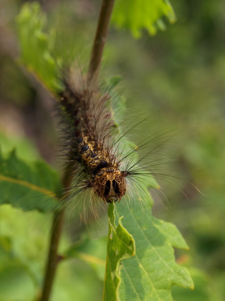 Schon bald ein Schmetterling I (Schwammspinner)