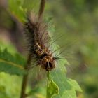 Schon bald ein Schmetterling I (Schwammspinner)