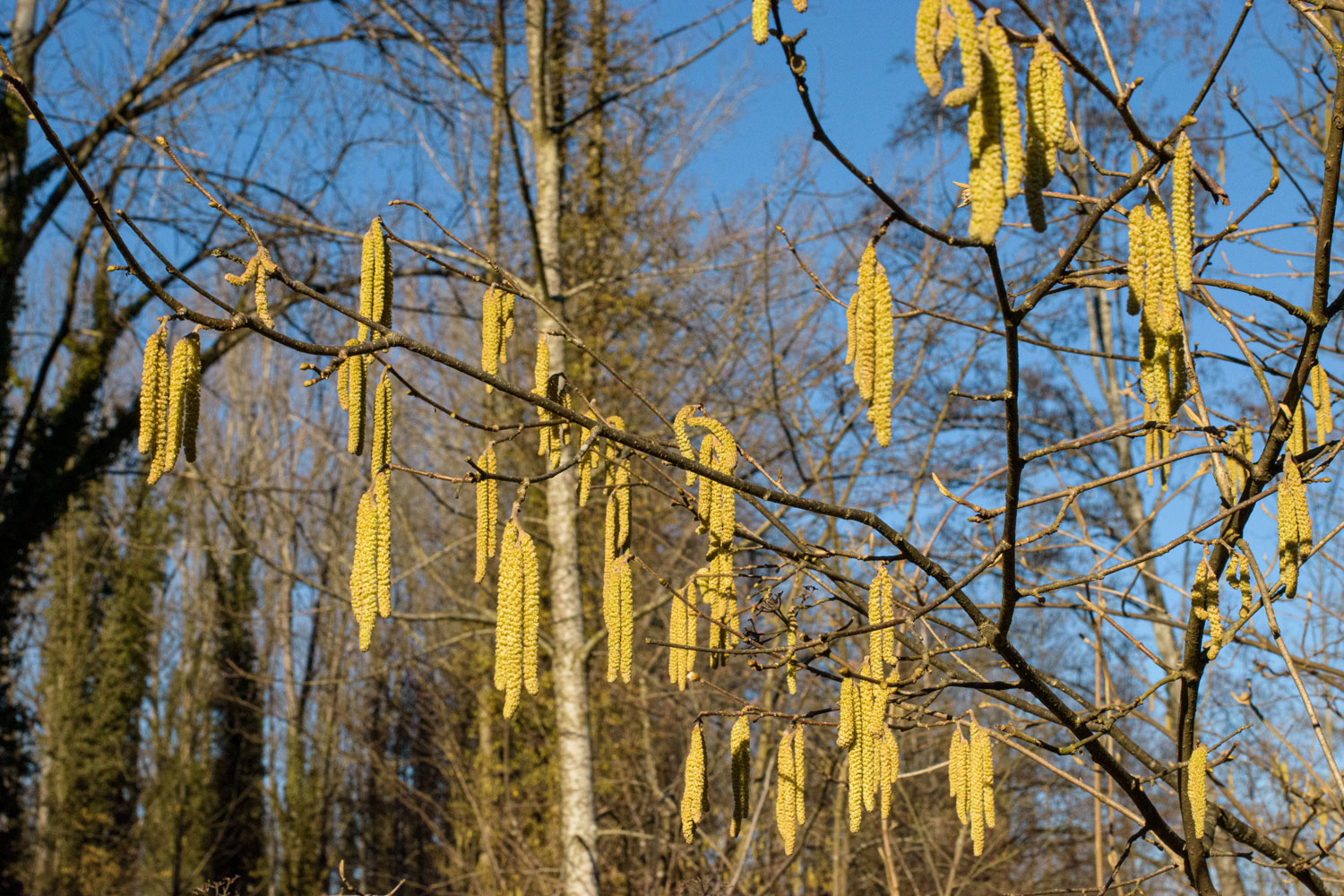 Schon bald Frühling?