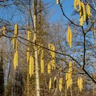 Schon bald Frühling?