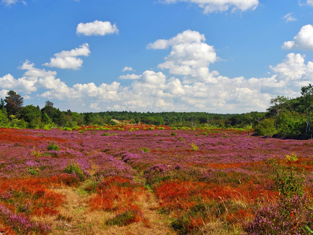 - schon bald " glüht " die Heide ...