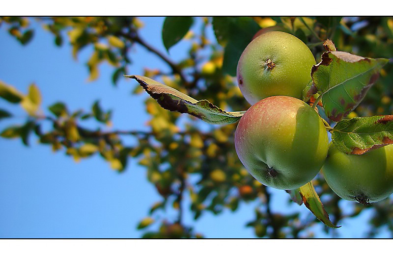 ..schon bald wieder Ernte?