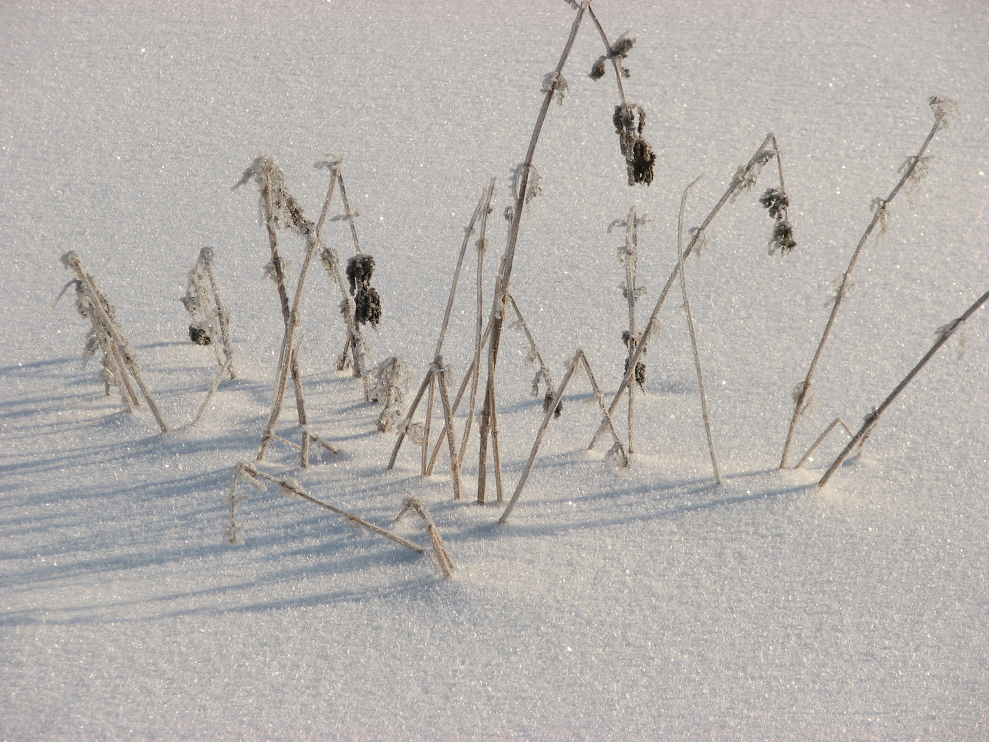 Schon den Winter im Blick