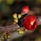 schon die 1. Blüten an der Zierquitte